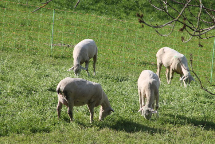 Schafe beim Honora Zen Kloster - Meditationszentrum in Reichenburg in der Schweiz