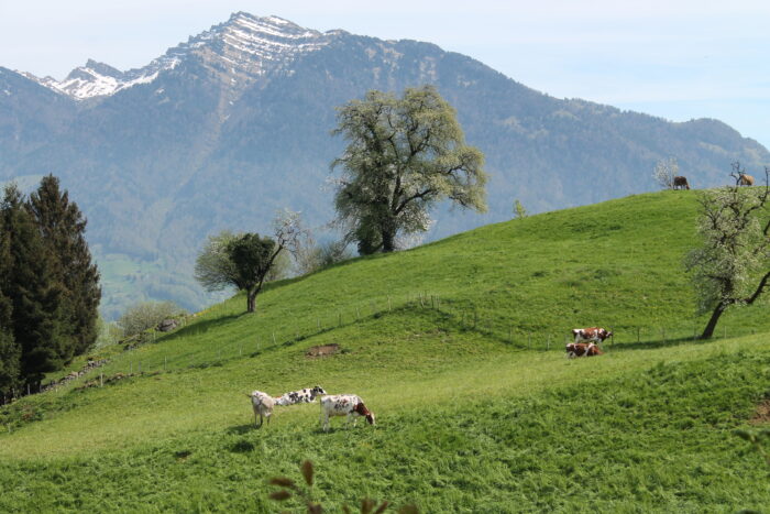 Kühe in der Schweiz