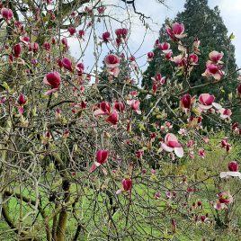 Meditation Zürich im Friedhof Sihlfeld mit Zen Mönch Marcel Reding