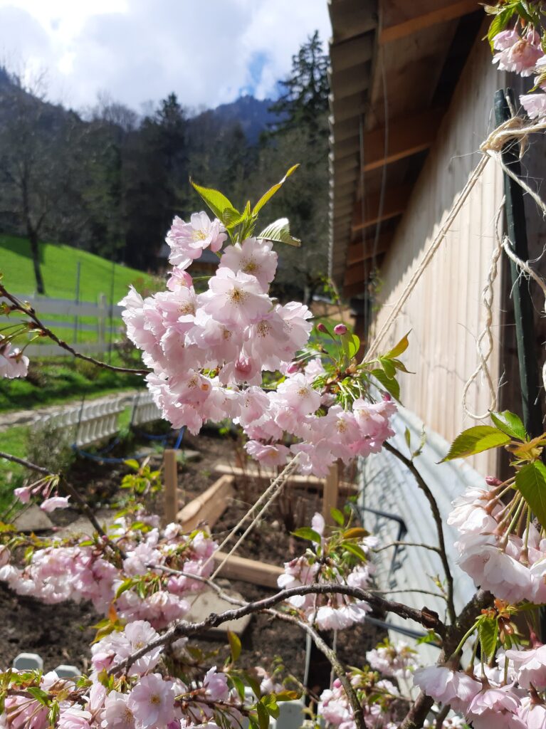 Sakura hanami at the honora zen monastery | honora zen monastery