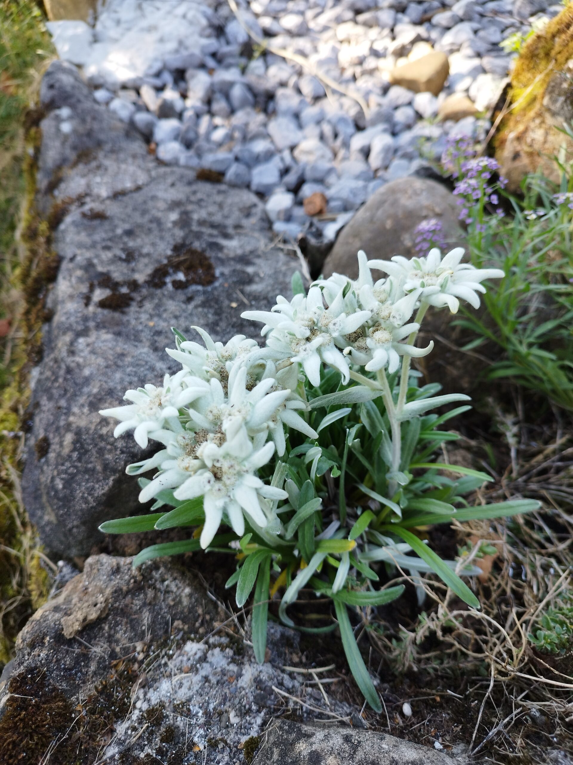 Edelweiss im Honora Zen Kloster