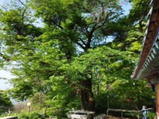 Ältester Kirschbaum in Korea - Dongsa