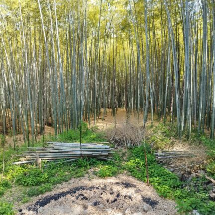 Empukuji Zen Kloster Kyoto Japan