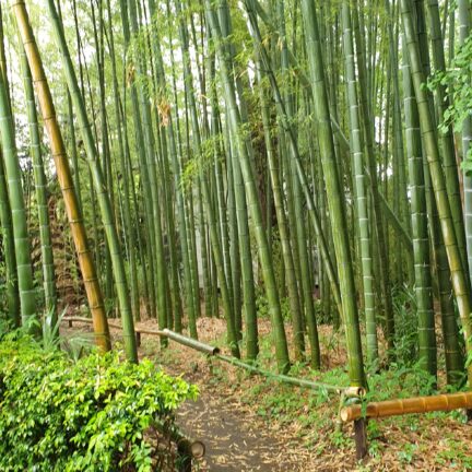 Koutokuji Zen Tempel Tokyo Japan