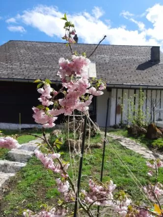 Sakura Hanami at the Honora Zen Monastery
