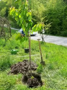 Tree ritual farewell ceremony | honora zen monastery