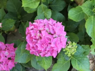 Eheversprechen Erneuerungszeremonie - Ehegelübde Eheversprechen Erneuerungszeremonie - Ehegelübde